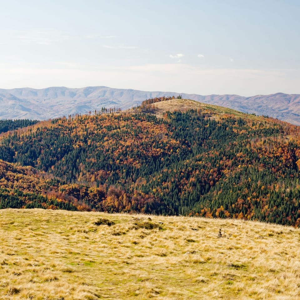 Autumn forest covering rolling hills under a clear sky